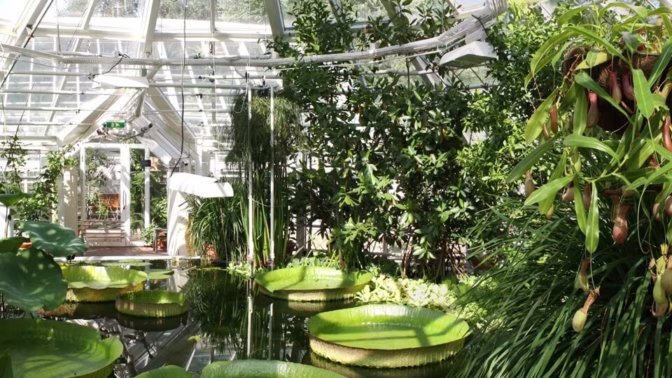 A photo of giant water lily pads and tropical plants in the glasshouse of the Kaisaniemi Botanical Garden in Helsinki.